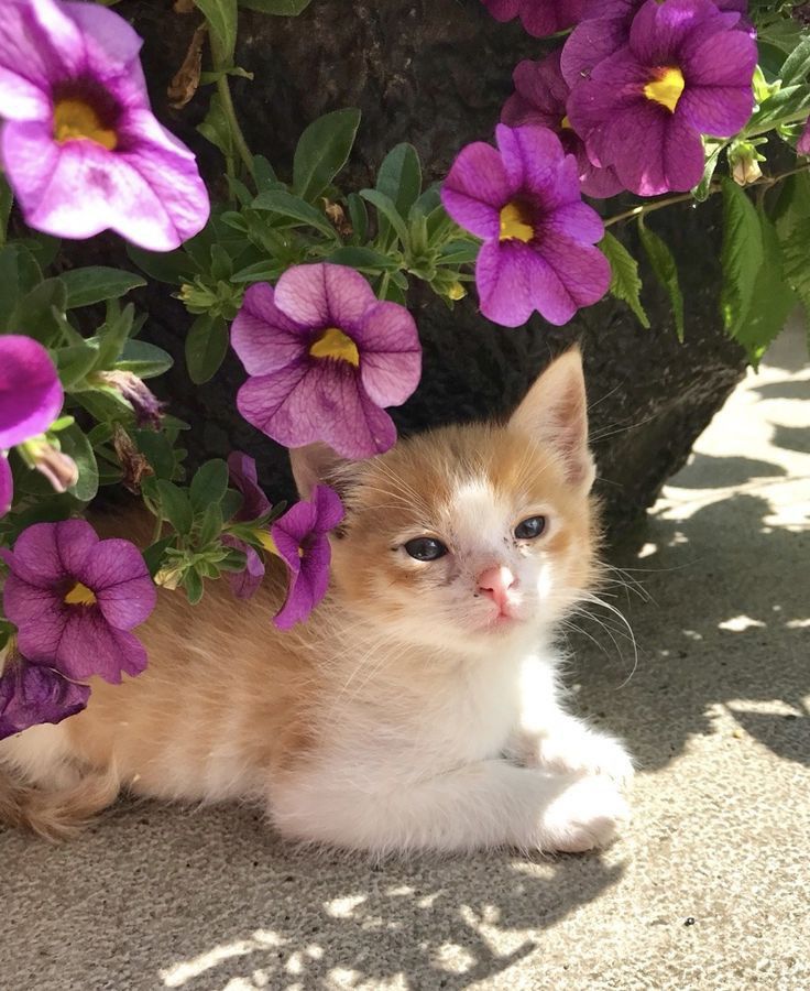 Image of Callie